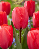 Tulipa Red Ranger