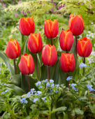 Tulipa Dragonball