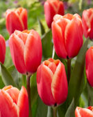 Tulipa Killerbody