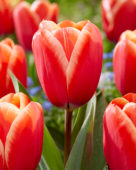 Tulipa Killerbody