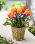 Tulipa Flaming Baby, Muscari Ocean Magic