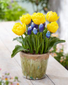 Tulipa Yellow Baby, Muscari Ocean Magic