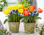 Tulipa Yellow en Flaming Baby, Muscari Ocean Magic