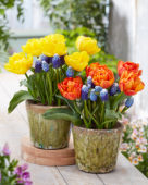 Tulipa Yellow en Flaming Baby, Muscari Ocean Magic