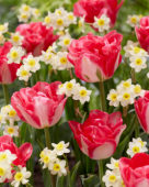 Narcissus Minnow, Tulipa Pink Delight