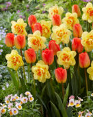 Narcissus Tahiti, Tulipa Orange Queen