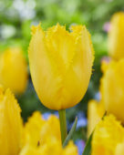 Tulipa Fabio Yellow
