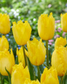 Tulipa Fabio Yellow