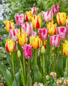 Tulipa Purple Circus, Party Clown