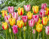 Tulipa Purple Circus, Party Clown