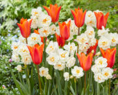 Tulipa Ballerina, Narcissus Winston Churchill