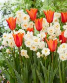 Tulipa Ballerina, Narcissus Winston Churchill