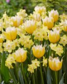 Tulipa Burning Flame, Narcissus Pipit