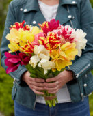 Tulipa Candy Club mix
