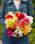 Tulipa Candy Club mix