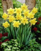 Narcissus Carlton