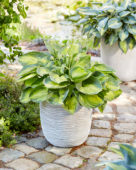 Hosta Alligator Alley