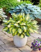 Hosta Georgia Sweetheart