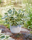 Hosta Karin