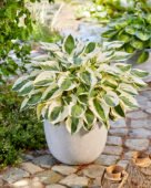Hosta Patriot