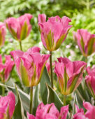 Tulipa Pink Artist
