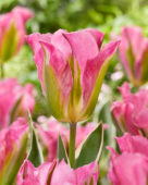 Tulipa Pink Artist