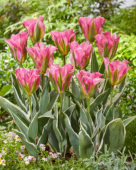 Tulipa Pink Artist