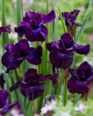 Iris sibirica Purplelicious