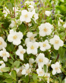Philadelphus white