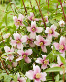 Philadelphus pnk