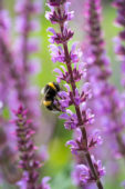 Bumblebee on Salvia nemorosa