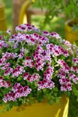 Pelargonium Mosquitaway Nova