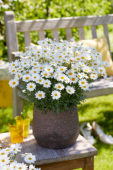 Argyranthemum SimbaĀ® White Argyranthemum SimbaĀ® White