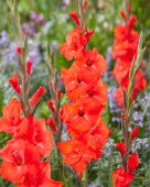 Gladiolus Fortuna Red