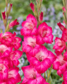Gladiolus Pink Visions