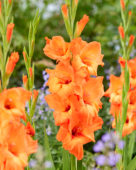 Gladiolus Prince of Orange