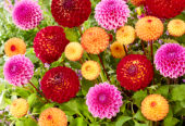 Dahlia colorful mix