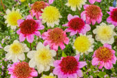 Dahlia Dads Favorite, Dahlia Freyas Paso Doble, Dahlia Platinum Blonde, Dahlia Blue Bayou