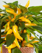 Capsicum Pillar Peppers™ Galaxy™ Yellow