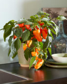 Capsicum Peppers from Heaven™ F1 Orange