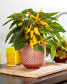 Capsicum Pillar Peppers™ Galaxy™ Yellow