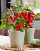 Capsicum Exp aq10 Red