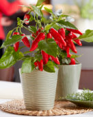 Capsicum Exp aq10 Red