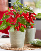 Capsicum Exp aq10 Red