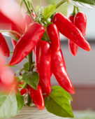 Capsicum Exp aq10 Red