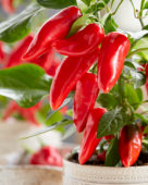 Capsicum Exp aq10 Red