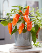 Capsicum Peppers from Heaven™ F1 Orange