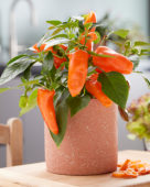 Capsicum Peppers from Heaven™ F1 Orange
