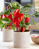 Capsicum Exp aq10 Red