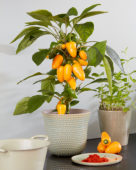 Capsicum Pillar Peppers™ F1 Mimi Orange